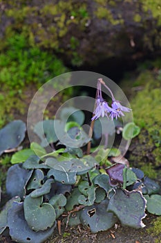 Mountain tassel-flower Soldanella montana flowering in natural habitat photo